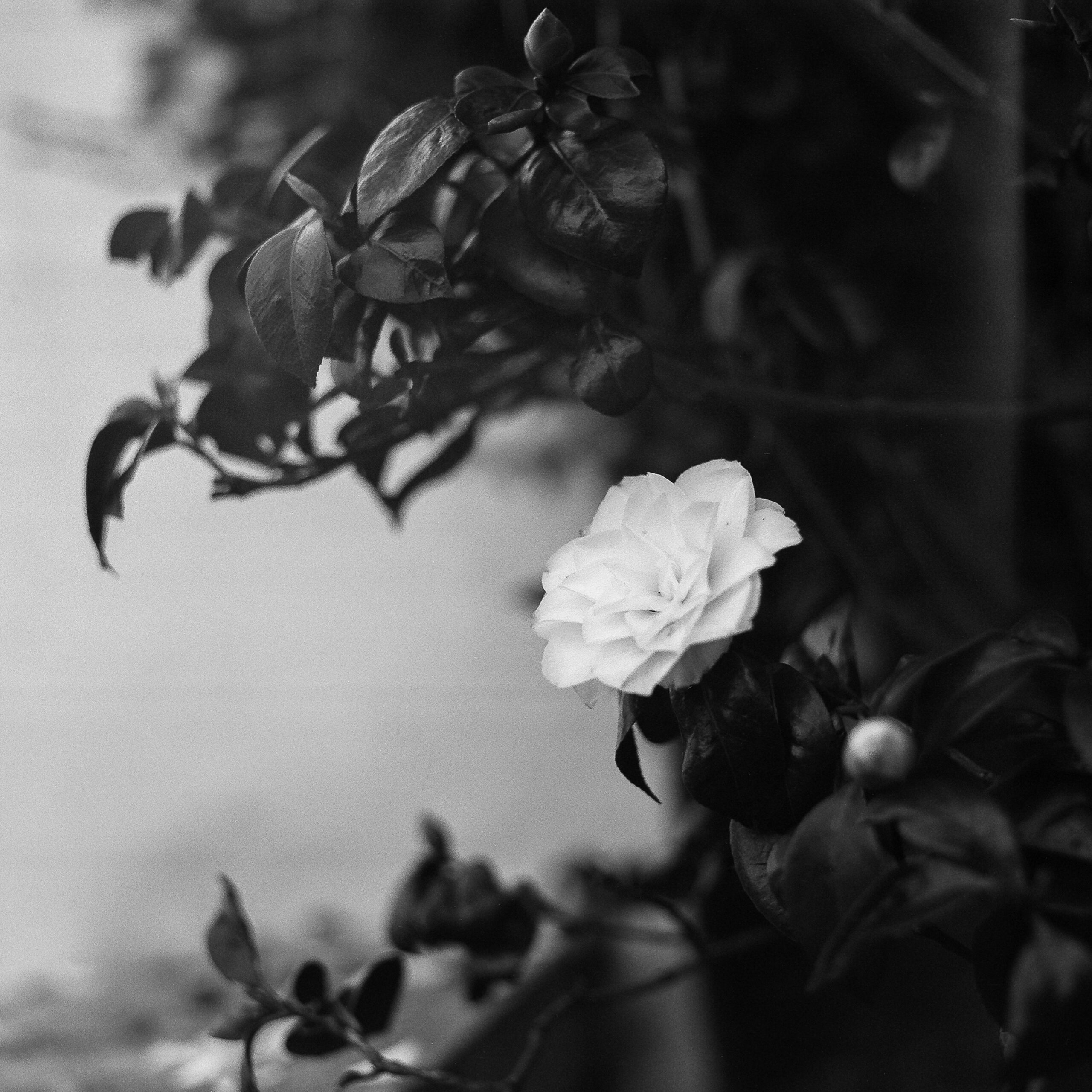 Ealing Common Apr ’16